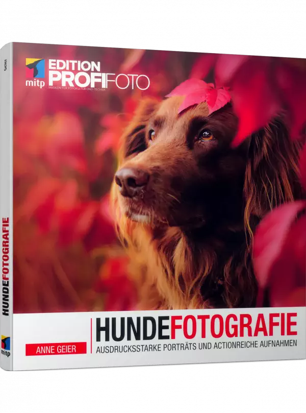 Hundefotografie