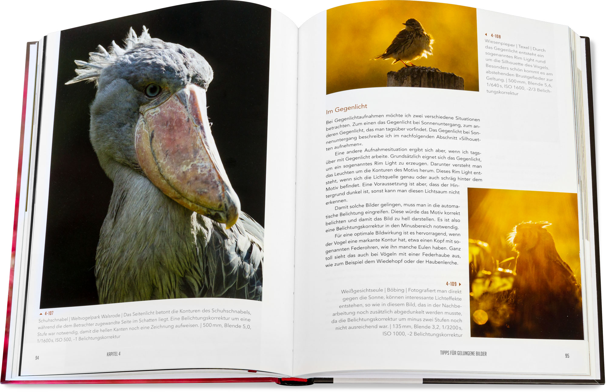 Blick ins Buch: Faszination Vogelfotografie